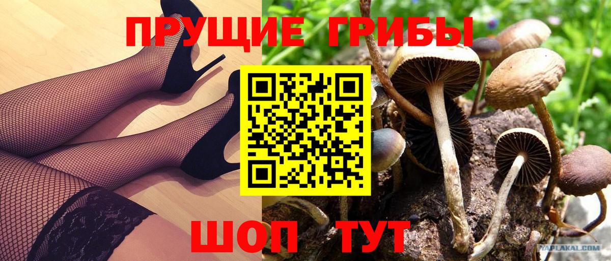 Галлюциногенные грибы Psilocybe  Псилоцибиновые грибы мицелий  Унеча  Вход с VPN 